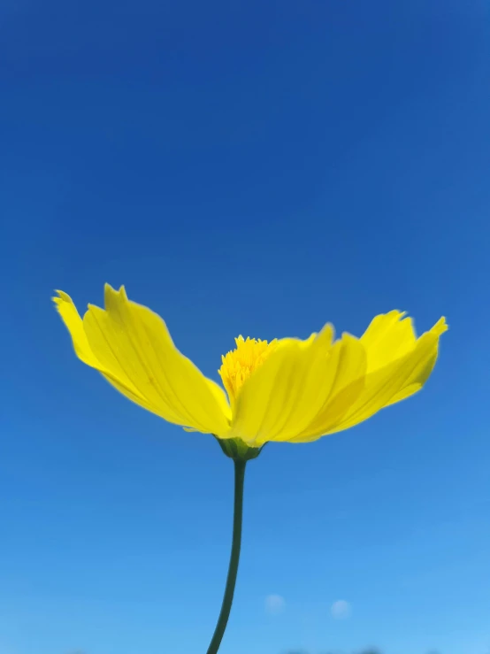 a single yellow flower is shown on a sunny day