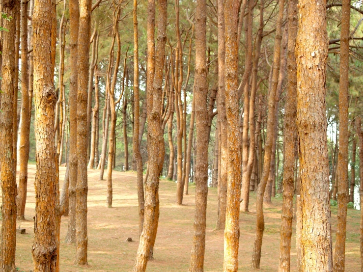 a line of trees with several trunks are in the foreground