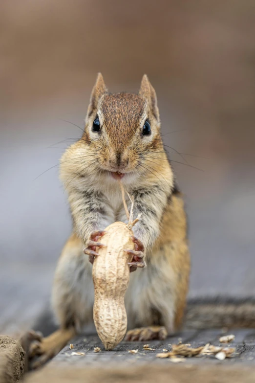 a little chipper sitting on its side, holding soing in its hands