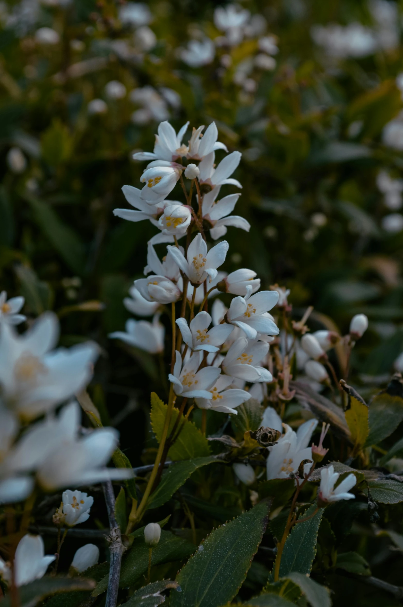 white flowers grow out of the grass near trees