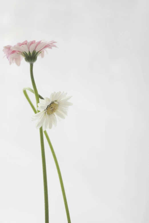 a close up view of three flowers on a white background