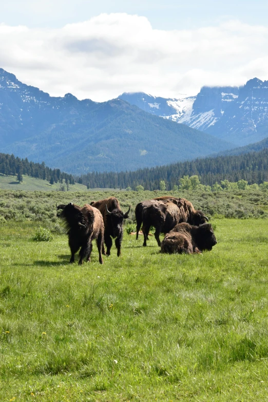 the herd of bison stand in the grass as the snow capped mountains rise up above