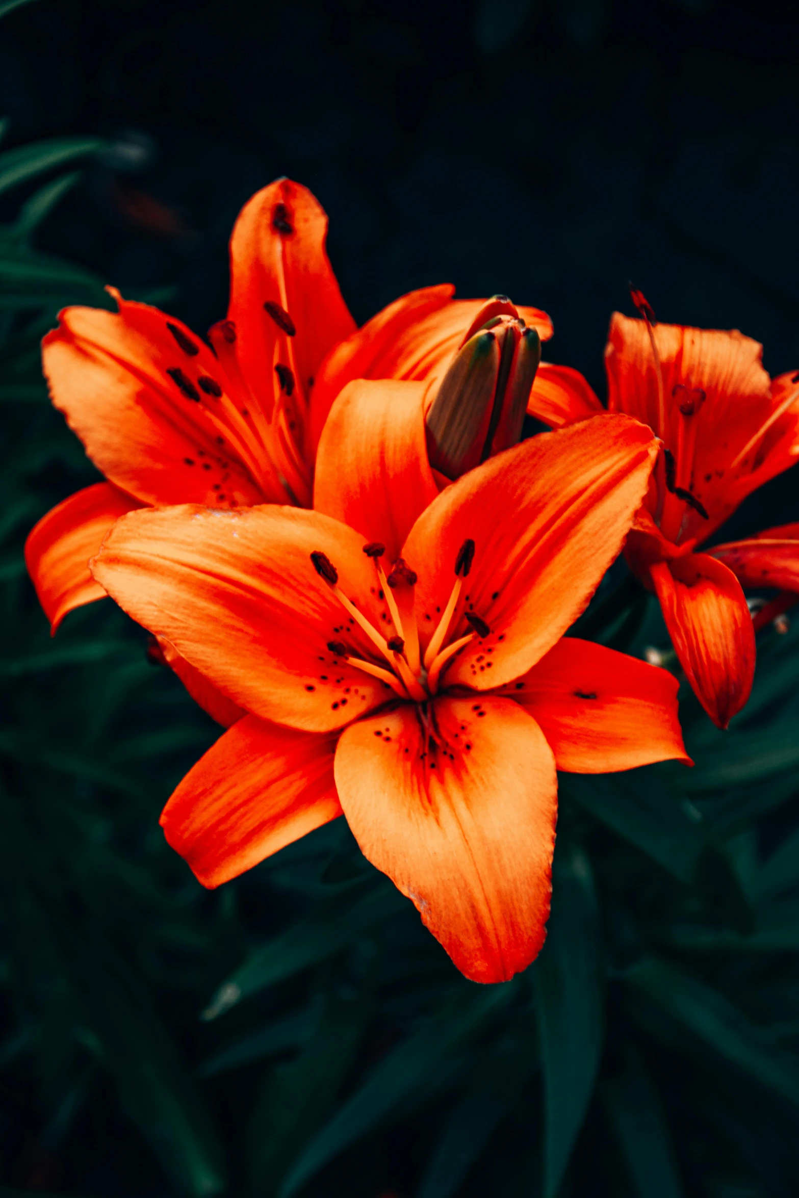 red and yellow lilies blooming out in a black background