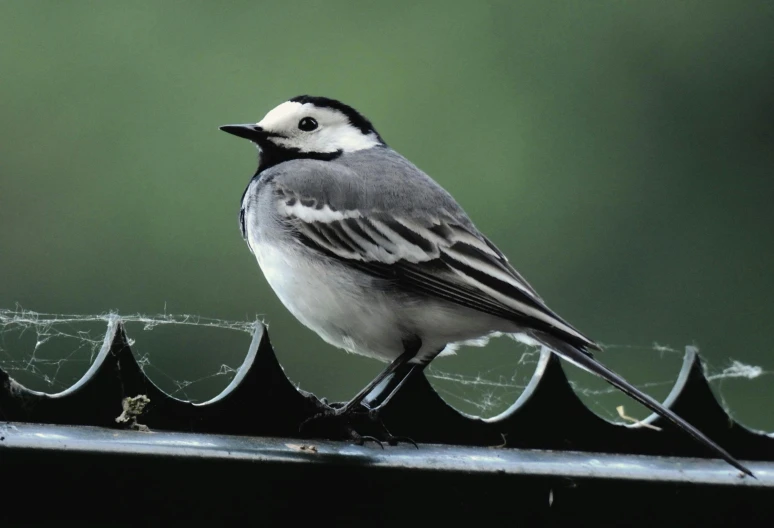 a bird on a fence with it's eyes open