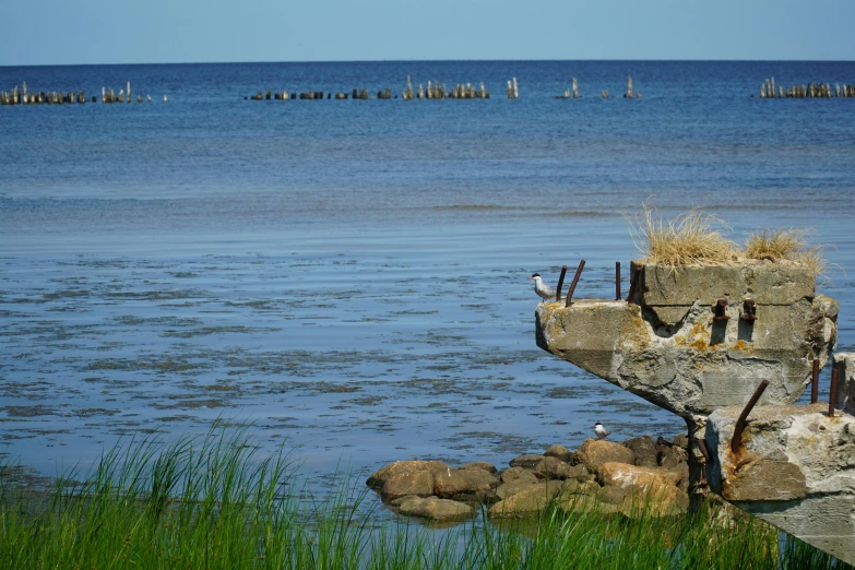 birds are standing on a rock by the sea