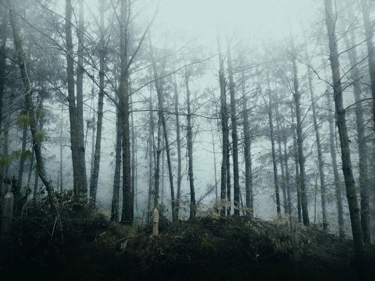 trees and bushes in the fog on a cold day