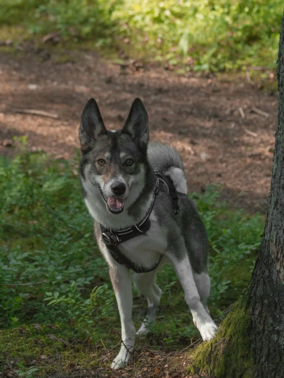 a dog with a leash in the woods near a tree