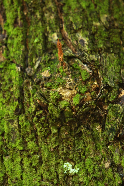 closeup po of a tree bark with moss