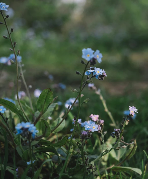 small blue flowers growing in a garden outside