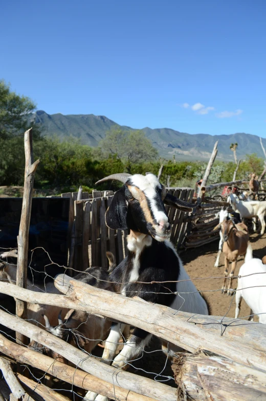 cattle being led across the dirt by people