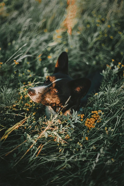 a dog that is in the grass near flowers