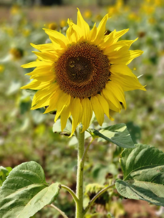 the sunflower is blooming on the stem of it