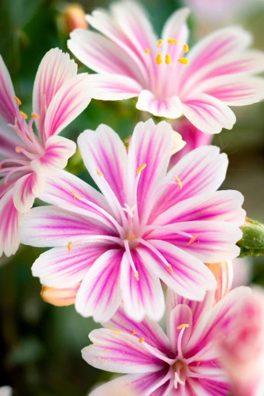 a close up of pink and white flowers