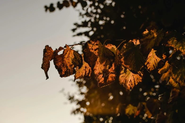 an image of an autumn scene with leaves