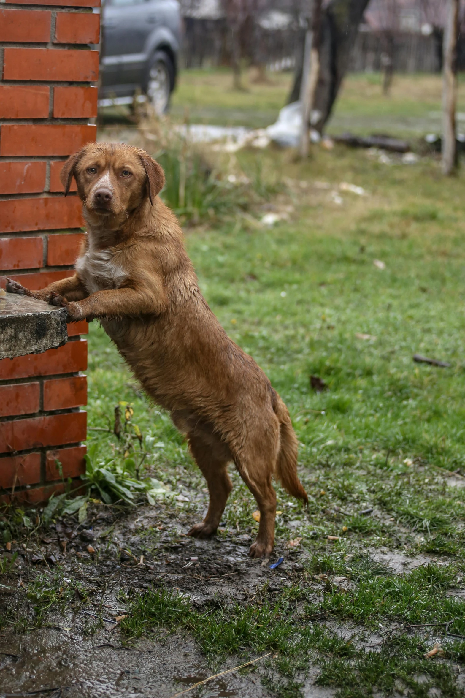 there is a brown dog standing on it's hind legs