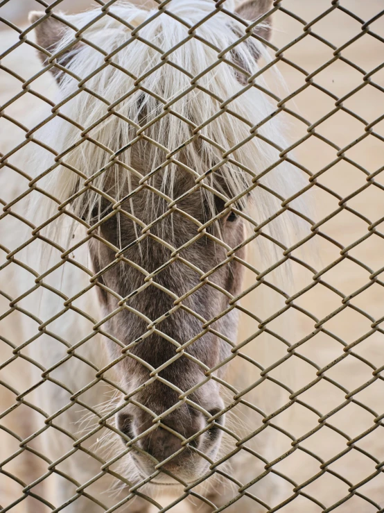 a gray and white horse behind a fence