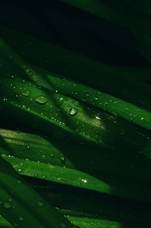 a closeup of grass and drops of water