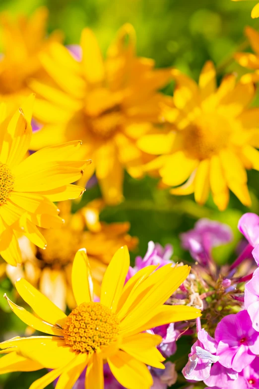 a field of yellow and pink flowers near grass