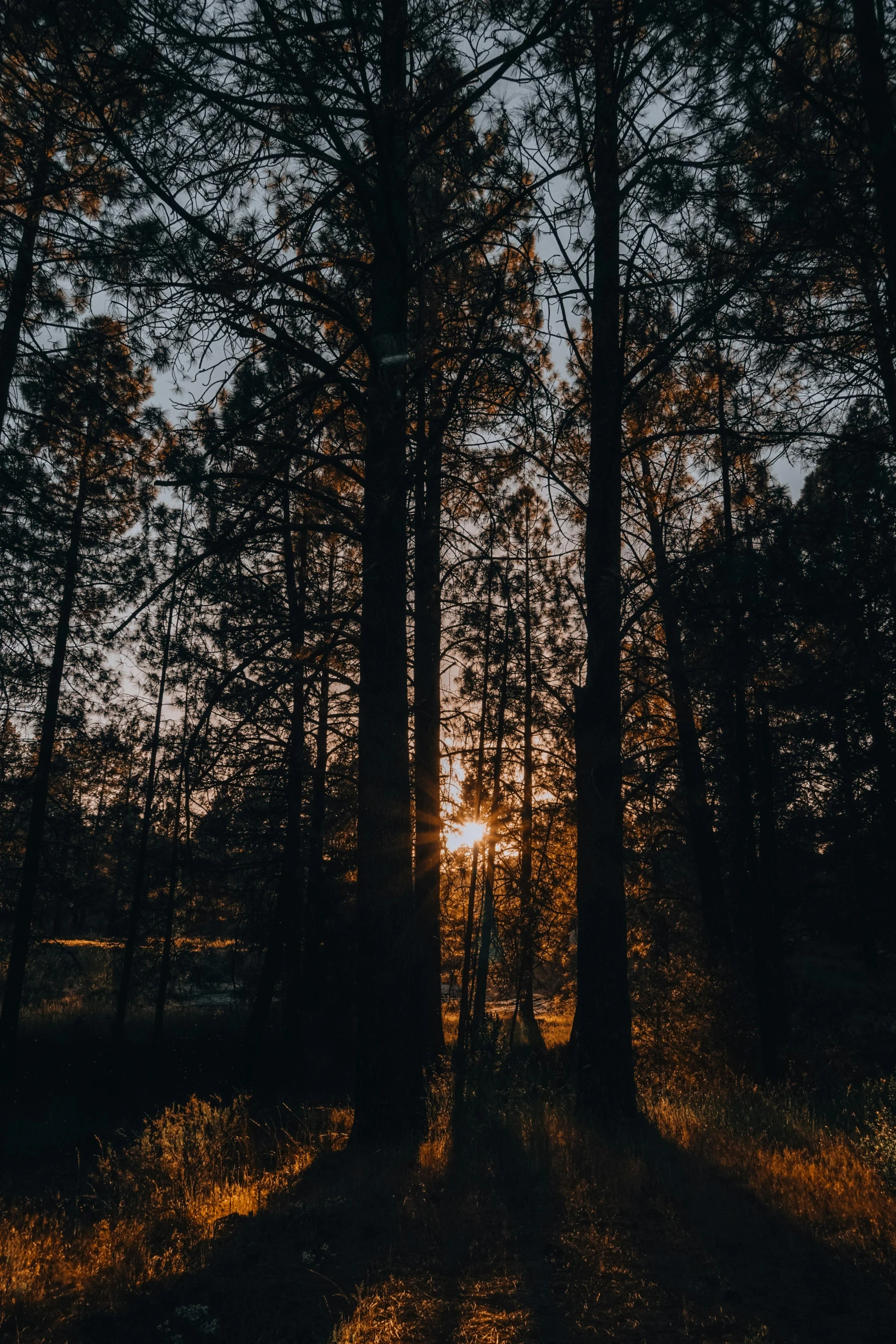 a forest with the sun setting behind them