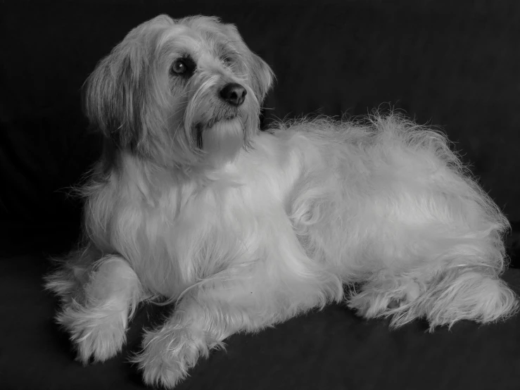 a small white dog laying down on a black background