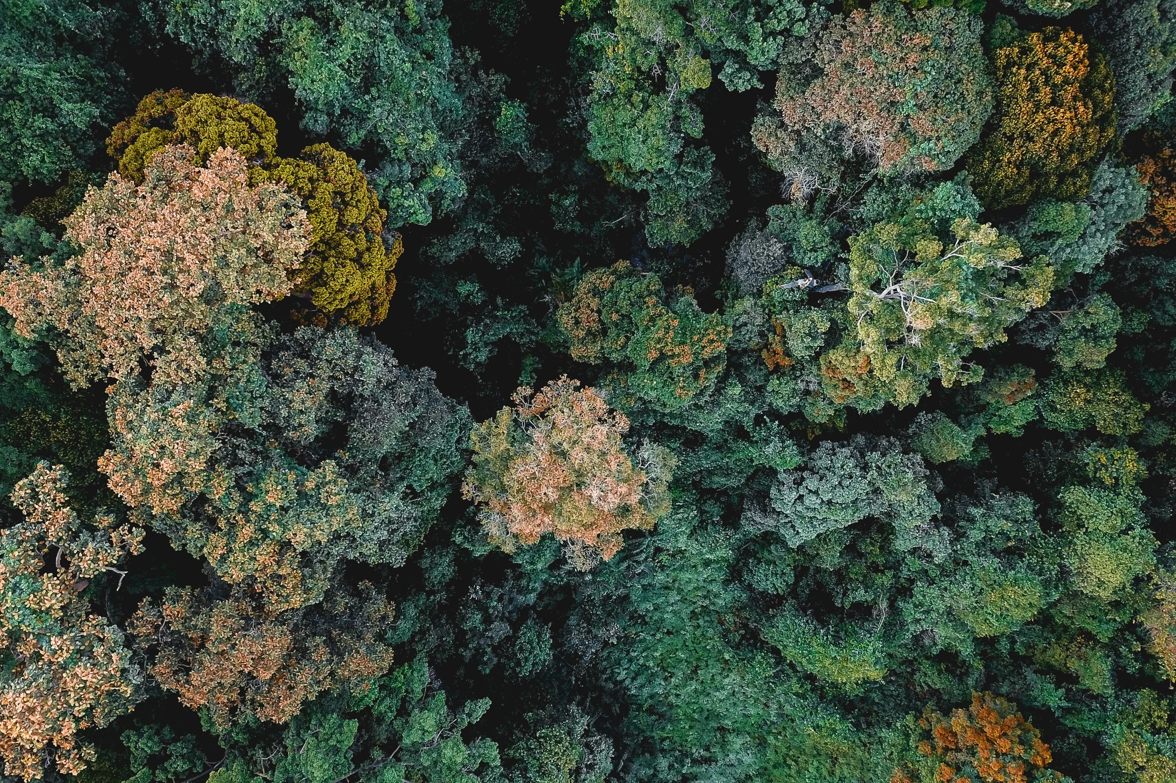 aerial view of trees with brown and blue leaves