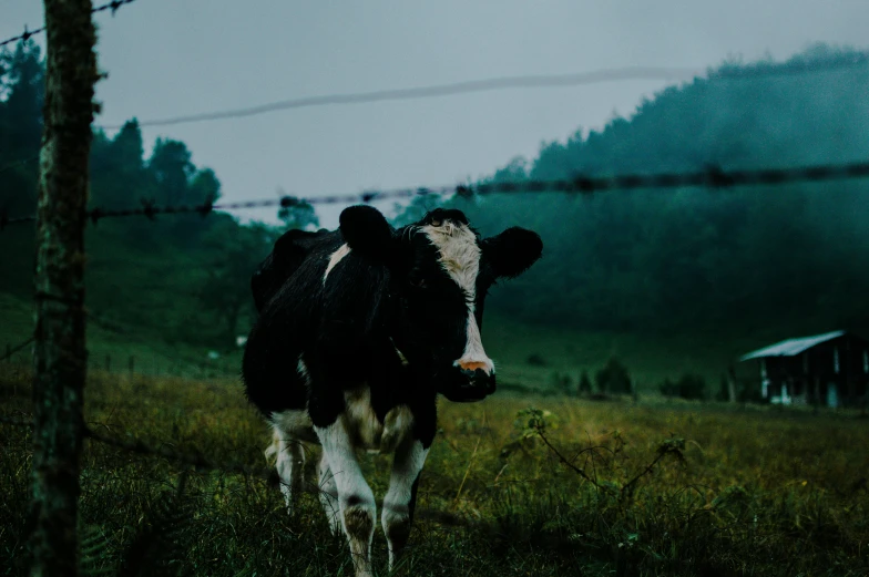 a black and white cow standing in an open field