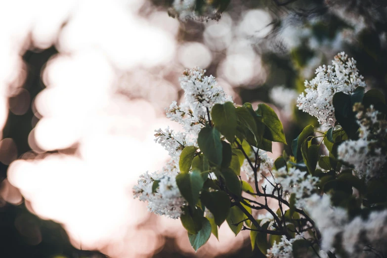 a picture of white flowers on trees with the sun setting