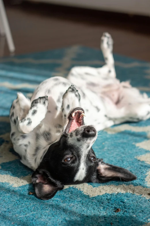 a black and white dog is rolling on a blue carpet