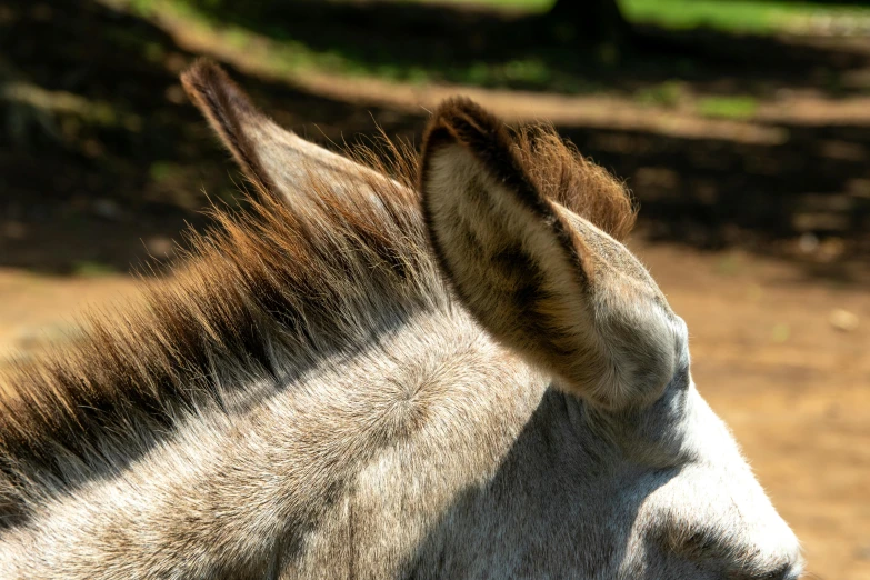 a horse is standing on a dirt field