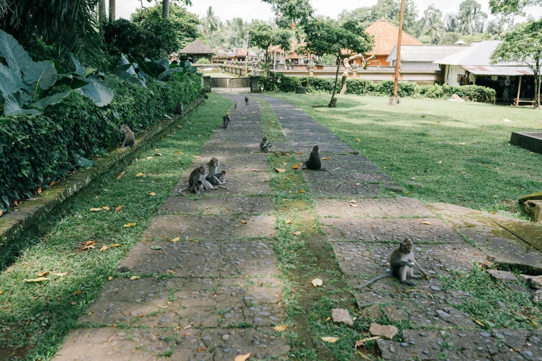 three cats on grassy area next to bushes and trees