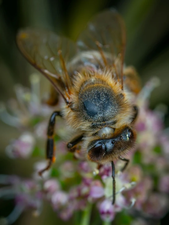 a bum sits atop the nectar of a flower
