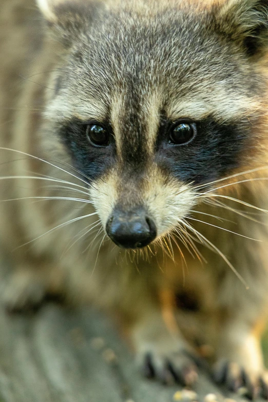 a small rac walking towards the camera with a blurry background