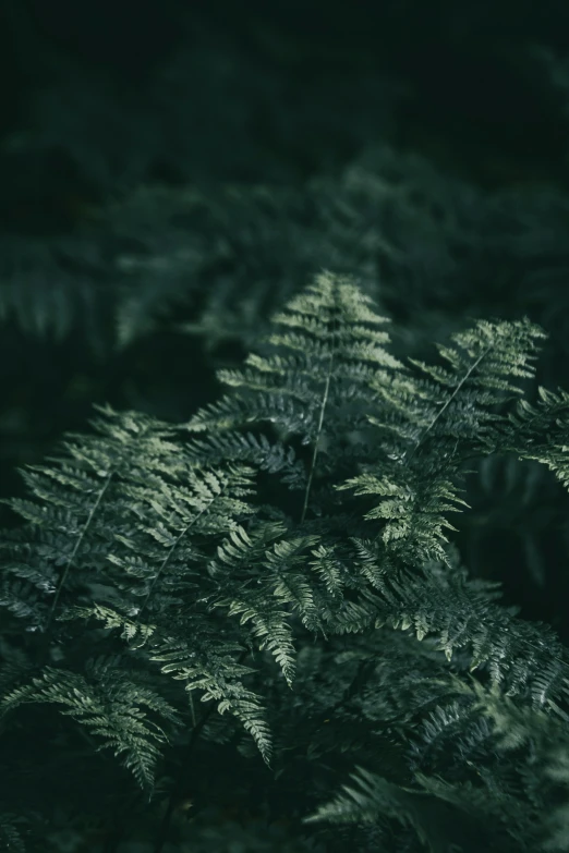 very beautiful evergreen tree leaves in the dark