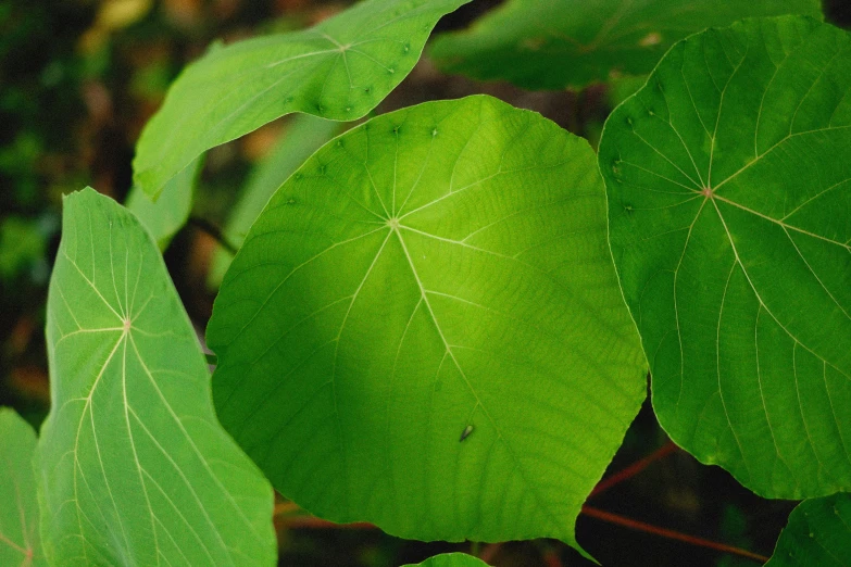 the green leaves of a tree are very large