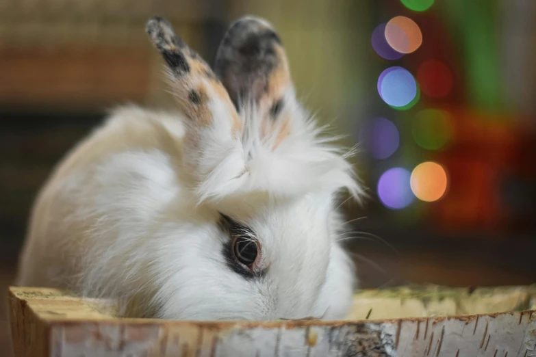 a small bunny laying down inside of a wooden box