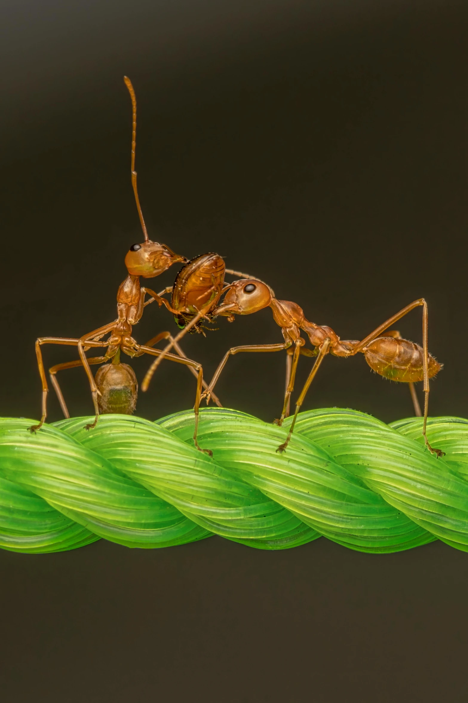 two ants on a green rope with black background