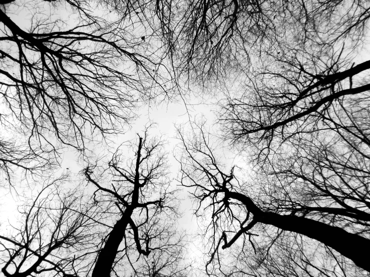 several trees standing with no leaves in a forest