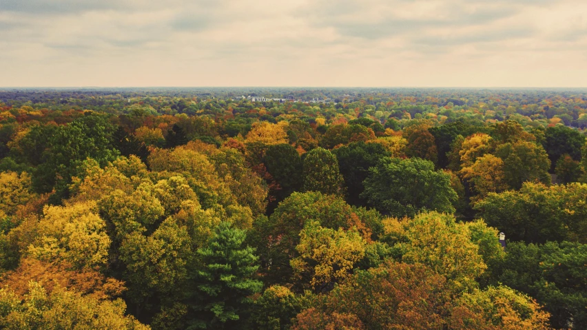 the forest is filled with lots of trees