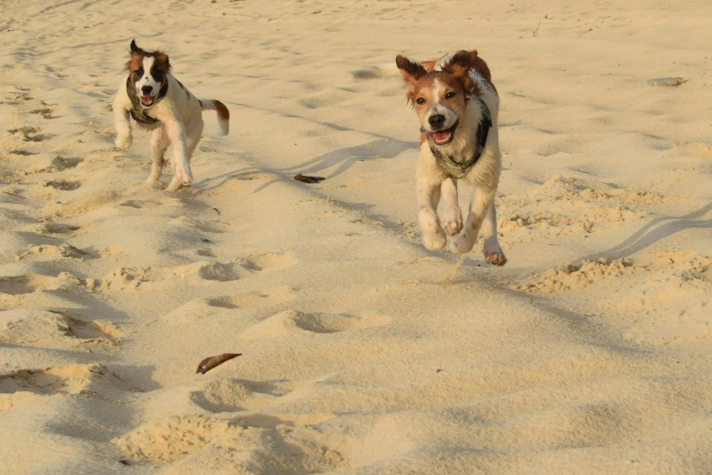 two dogs running across a beach next to a bird