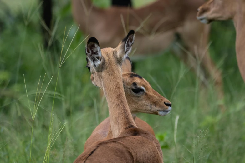 two young deer standing next to each other
