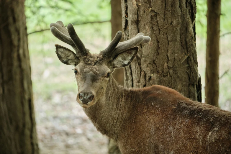 an animal with long antlers and big eyes standing next to trees