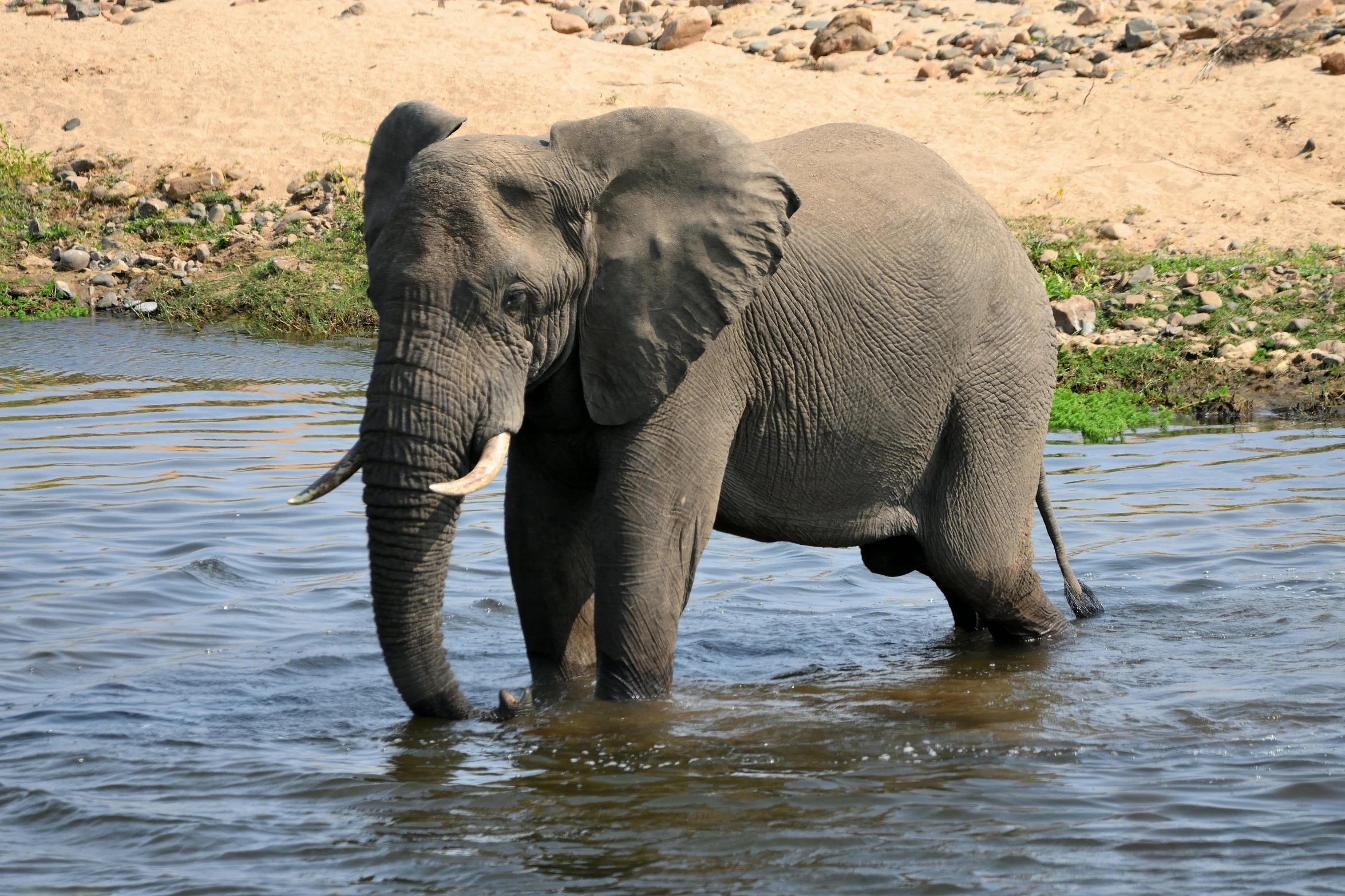 an elephant is walking into the water near some rocks