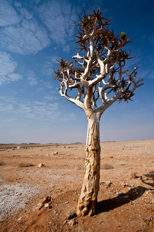 there is a very tall tree standing alone in the desert