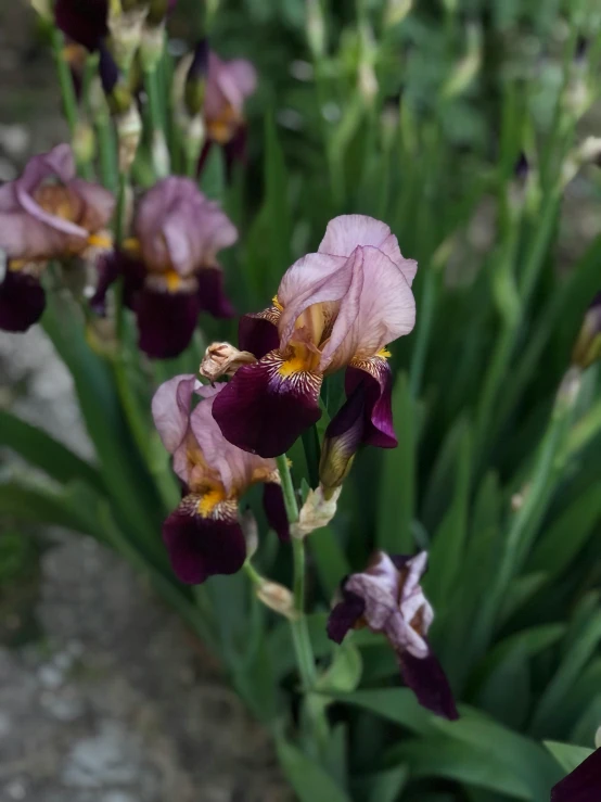 some pink flowers that are very pretty and purple