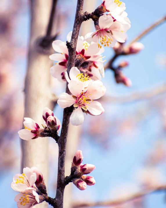 pink flowers on the nches of the trees