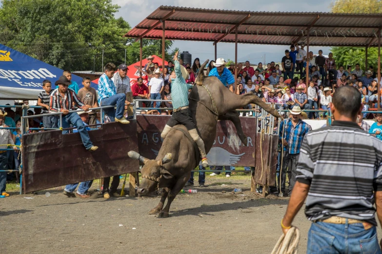 people looking at an elephant that is performing a trick