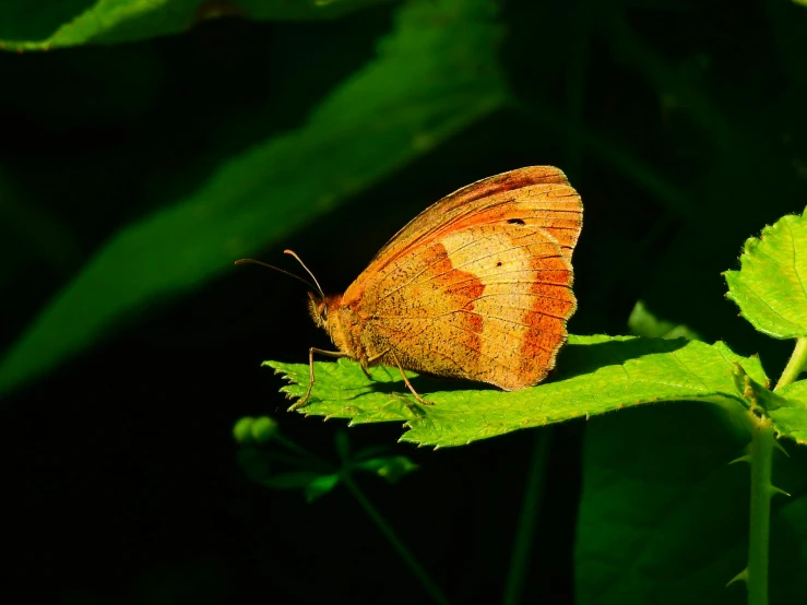 a brown erfly sitting on top of green leaves