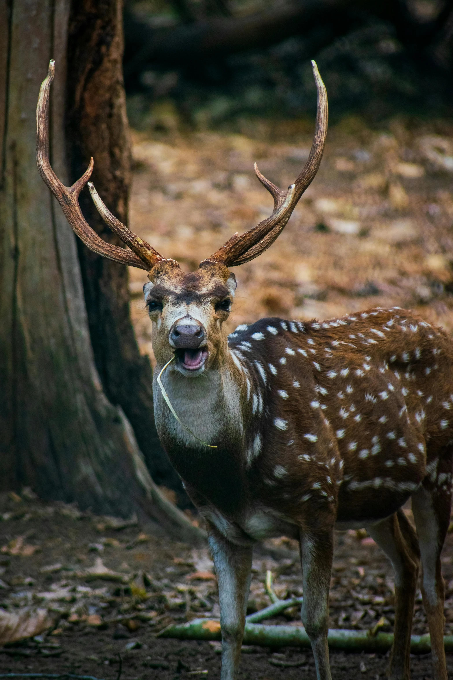 the deer has two horns and is standing near a tree