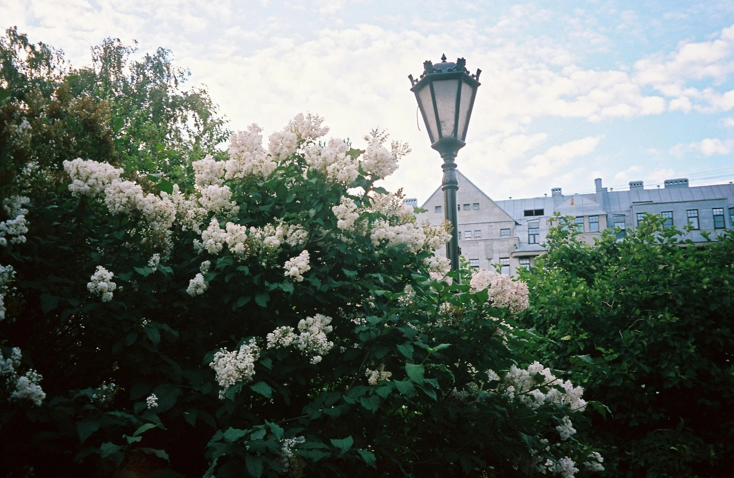 an old fashioned street light standing over a lush green forest