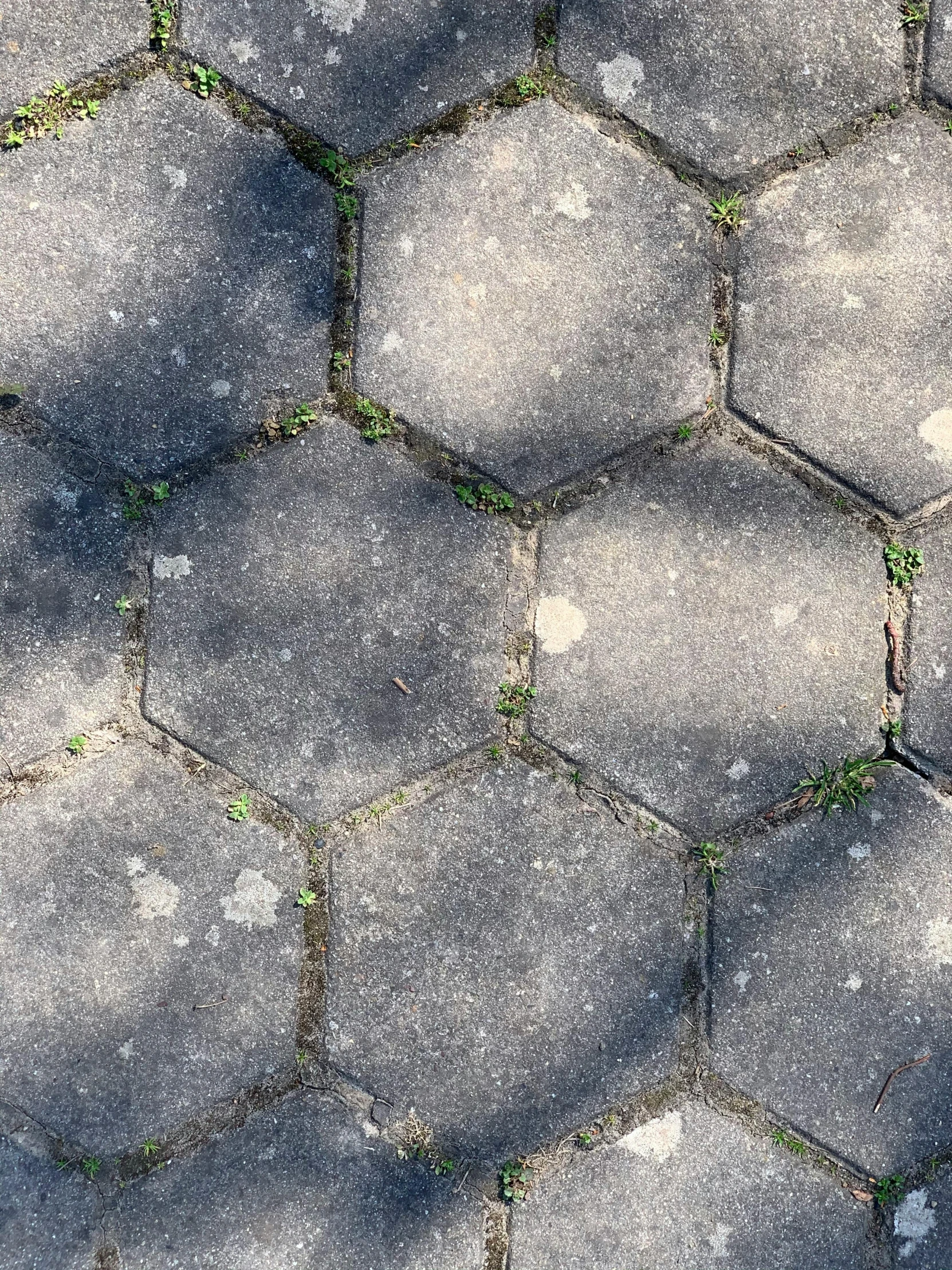 a tile with cement and moss growing on it